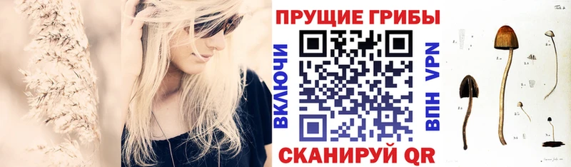 Галлюциногенные грибы Psilocybine cubensis кракен рабочий сайт Жирновск